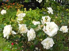 Hoa hồng làm thuốc và làm đẹp cho phụ nữ